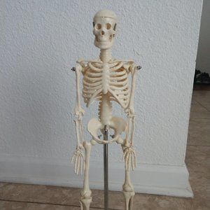 Human Anatomy Skeleton Tiny Tim for Students, 16 inches In Height